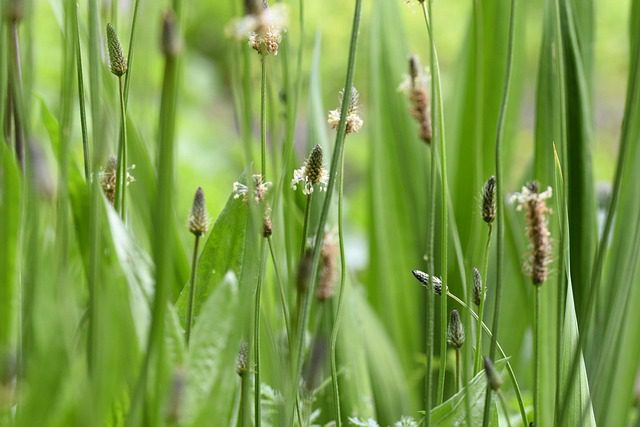 Le plantain : cette plante médicinale que nous piétinons sans la voir