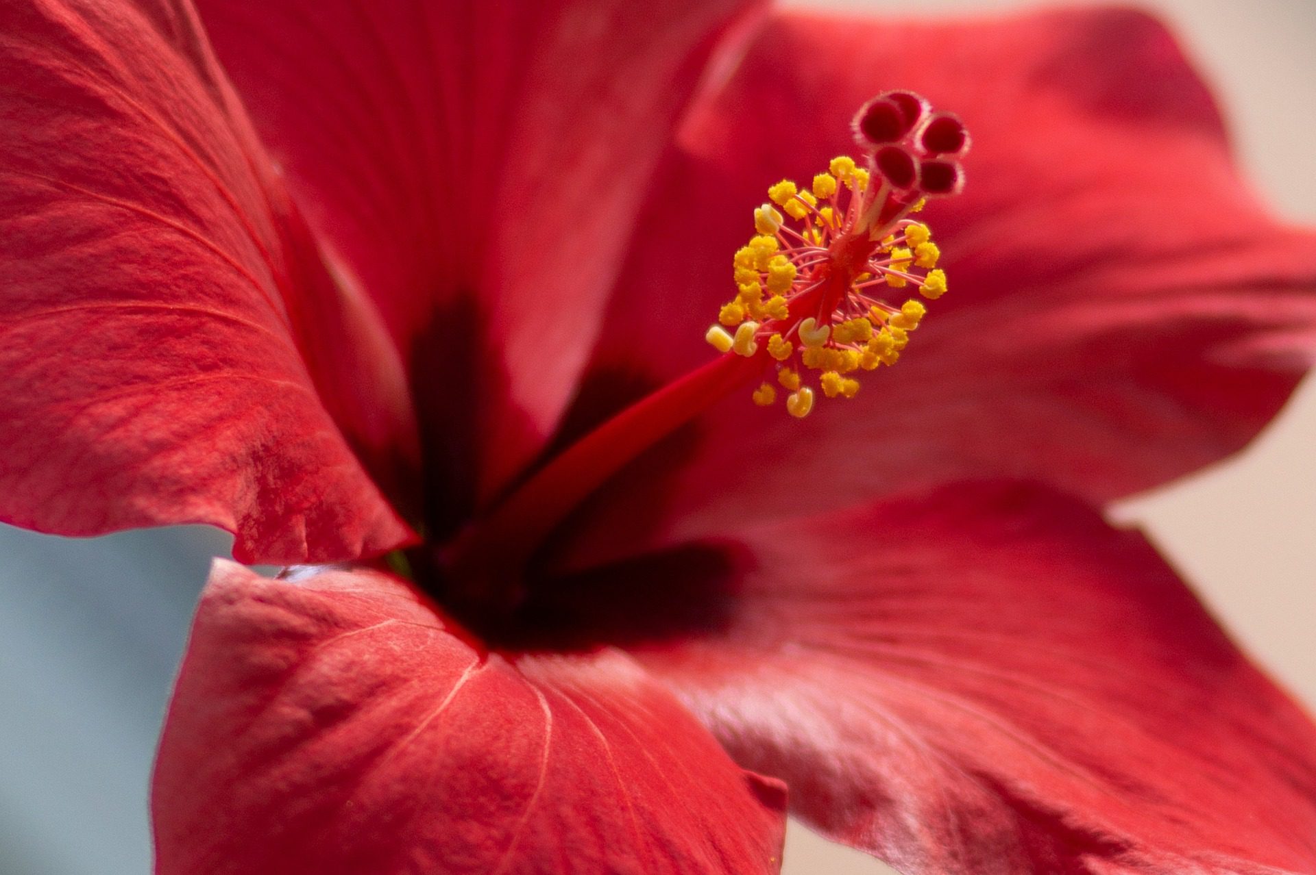 L&rsquo;hibiscus : une fleur qui fait voyager vos papilles